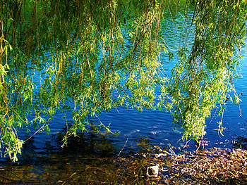 nature , branch, see, colors, , nature HD wallpaper