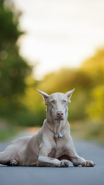 Doberman Dog, Crazy Dog Howl HD phone wallpaper