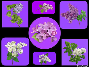 LILACS LILACS, LILACS, FLOWERS, CREATION, ABSTRACT HD wallpaper