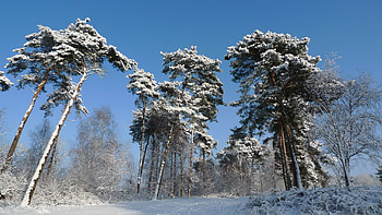 Winter, Nature, Trees, Snow, Crown, Crowns, Mighty HD wallpaper