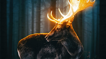 Magical Reindeer Forest , reindeer, forest, artist, artwork, digital-art, fantasy HD wallpaper