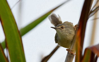 Animals, Grass, Bird, Branch, Stick HD wallpaper