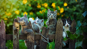 Cute Kittens, garden, cats, flowers, fence, leaves HD wallpaper