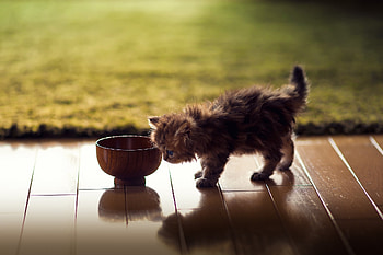 Animals, Fluffy, Kitty, Kitten, Shadow, Bowl HD wallpaper