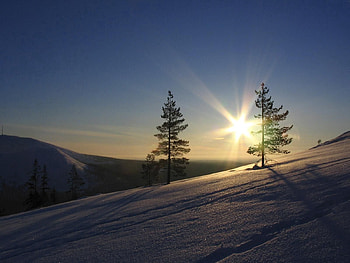 Nature, Sun, Pine, Morning, Slope HD wallpaper