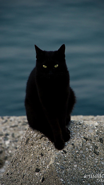 Black Cat, Dark Black HD phone wallpaper