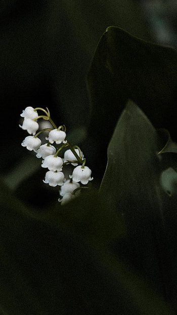 Lily of the Valley, Pinimg's collection, Floral delight, Captivating blooms HD phone wallpaper