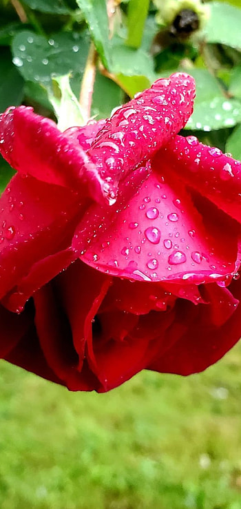 Raining Roses, Nature, Flower, Rain, Pink, Rain drops, Rose, Floral, Petal HD phone wallpaper