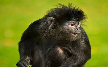 Monkey, loving, ape, animals, pets, caring, fractalius HD wallpaper