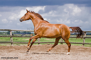 I'm glad I'm out, horses, animals, nature, lovely, playful, pony HD wallpaper