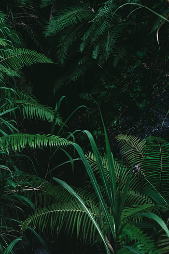 Plants, Nature, Bush, Fern, Branches HD phone wallpaper