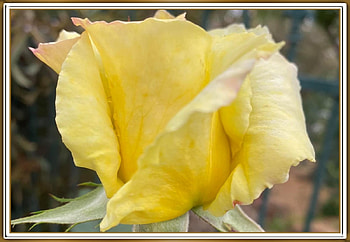 FRAMED FLOWER, NATURE, FLOWERS, , FRAMED HD wallpaper