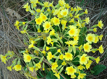 Flowers, Greens, Dry, Primrose, Deadwood HD wallpaper