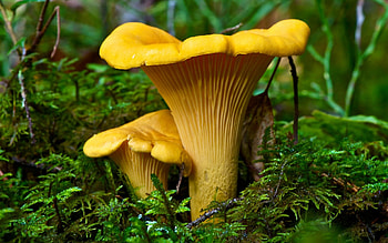 Yellow mushroom, Chanterelle, Yellow, Fleece, mushroom HD wallpaper