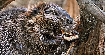 Beaver's home, Lodge construction, Family shelter, Wood structure HD wallpaper