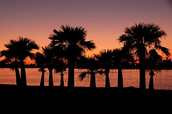 Night, Palms, Dark, California, San Diego HD wallpaper