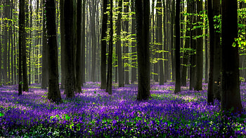 Hyacinth, , Flower, Forest, Nature, Purple Flower, Spring, Flowers HD wallpaper