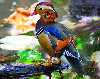 Beautiful Duck, cool, duck, beautiful HD wallpaper