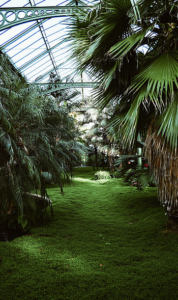 Plants, Palms, Miscellanea, Miscellaneous, Tropical, Greenhouse HD phone wallpaper