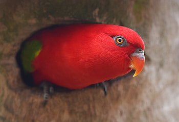 Red Parrot Portrait, parrot, birds HD wallpaper