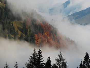 mist and forest , mist, forest HD wallpaper