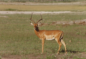 What species am I ?, deer, Amboseli National Park, kenya, unknown, Tsavo East and West National Parks HD wallpaper