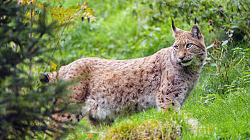 Animals, Iris, Predator, Big Cat, Sight, Opinion, Wildlife HD wallpaper