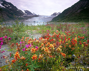 wild flowers, landscape, nature, flowers, mountains, wild HD wallpaper