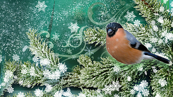 Snowing on Bird, winter, bird, firefox persona, cold, tree, snowflakes, snow, christmas, flakes, ice, ze HD wallpaper
