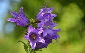 Plants, Flowers HD wallpaper