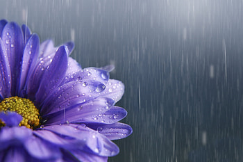 In the rain, purple, rain, flower, texture, card HD wallpaper