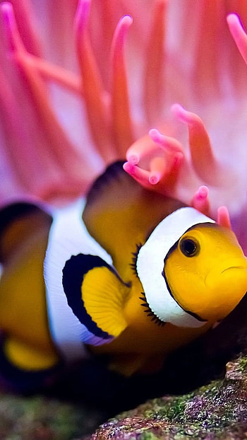 Latest, Yellow Fish, sea, fish HD phone wallpaper