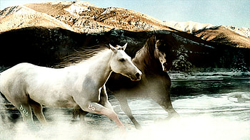 Appaloosa Horse Pacific Northwest HD wallpaper