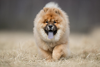Chow Chow, Petplace, Dogs HD wallpaper