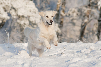 Akbash Dog, Winter walks, Dog breeds, Livestock guardian dog HD wallpaper
