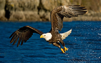 Animals, Birds, Eagles HD wallpaper