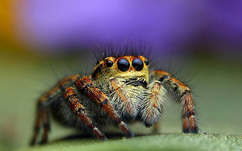 Spider insect, Intricate patterns, -worthy, Insect backgrounds HD wallpaper