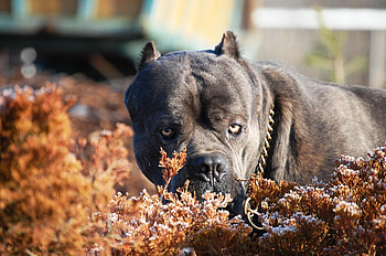 Animals, Leaves, Aggression, Dog, Muzzle, Cane Corso, Kane Corso, Collar HD wallpaper