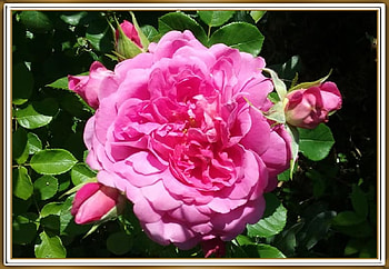 LOVELY ROSE, NATURE, ROSE, LOVELY HD wallpaper