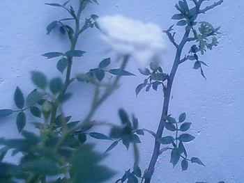 WHITE ROSE, rose, white, with leaves, background white HD wallpaper
