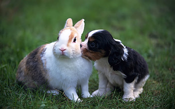 Kiss, dog, animal, white, cute, bunny, valentine, puppy, green, couple, rodent, caine, rabbit HD wallpaper