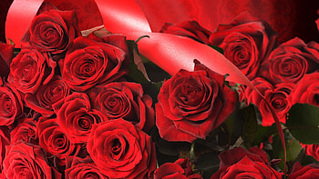 Plants, Flowers, Roses HD wallpaper