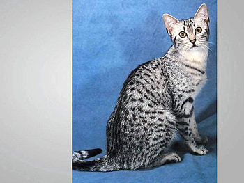 Small cheetah, animal, kitten, spot, cat HD wallpaper