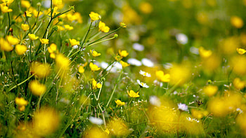 Flowers, Grass, Macro, Bloom, Flowering, Field HD wallpaper
