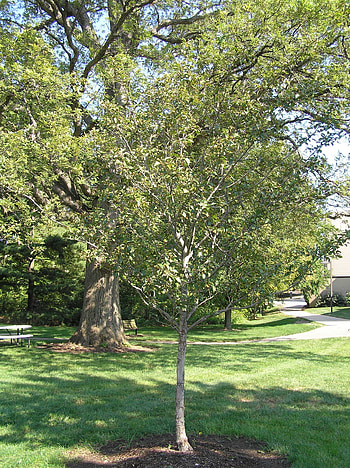 Hawthorn Tree Nature, Green Hawthorn, Purdue Fort Wayne HD phone wallpaper