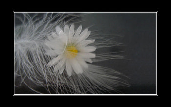 Gentle Touch, feather, graphy, flower, black and white HD wallpaper