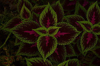 Nature, Leaves, Plant, Dark, Pattern HD wallpaper