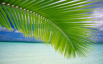 dell laptop , google, yahoo, mycom, being HD wallpaper