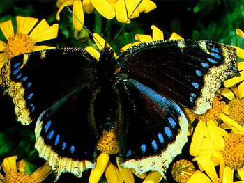 Butterfly, animal, insect, flower HD wallpaper