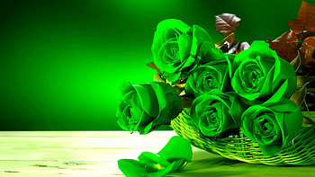 Green Roses, leaves, roses, color, green HD wallpaper